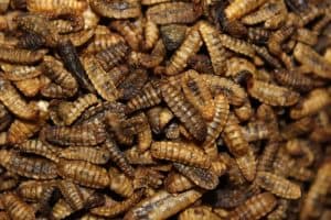 Black Soldier Fly Larvae